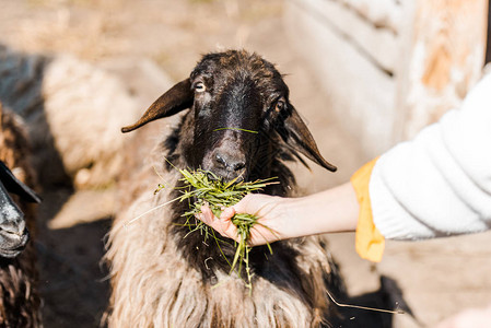 农场用草种喂羊的女农图片