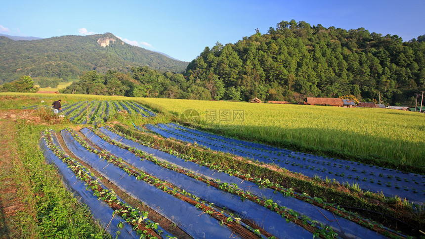 泰国清迈MaeKlangLuang的蔬图片