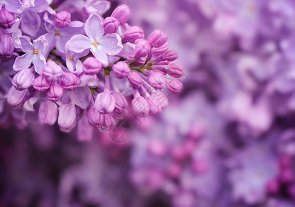 花园里的丁香花背景图片