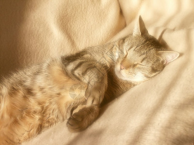 猫咪睡在床上照片是图片