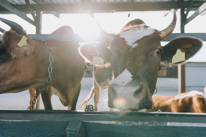 家养的美丽的奶牛站在农场的摊位上背面图片