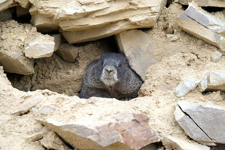 Gophergeomyidae头部从美图片