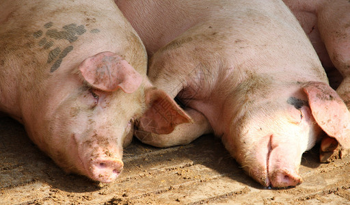饲养场猪圈里的两只肥猪图片