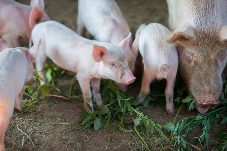小猪和母猪一起吃草图片