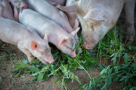 历法小猪和母猪一起吃草背景