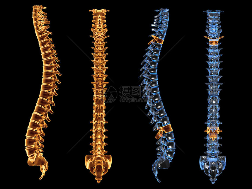 正面和侧面视图中的脊柱X射线图片