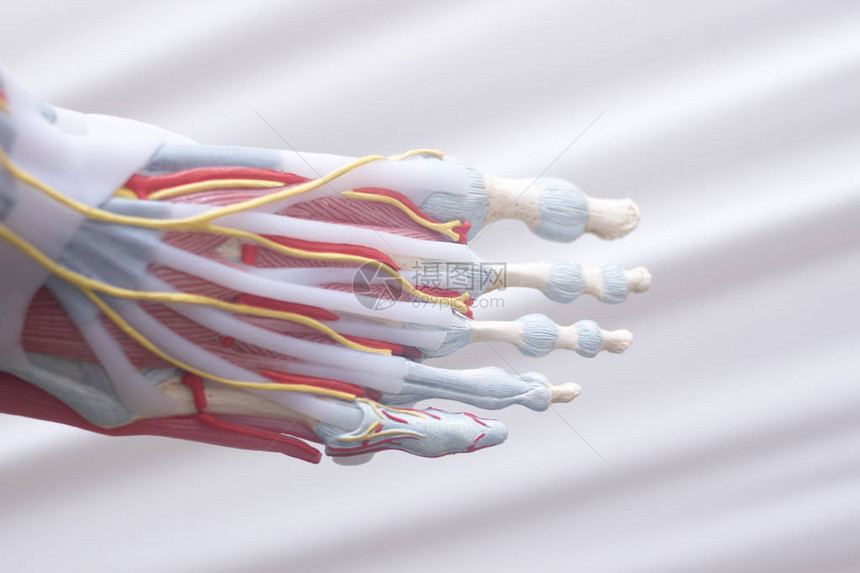 人类脚趾是医学教模型显示骨头的颈图片