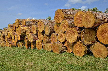 在锯木厂成堆的巨大原木已准备好被切割成木材图片