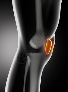 人类膝侧形图片