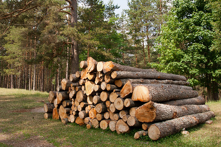 一连串砍伐的树木在伐木工地附近等图片