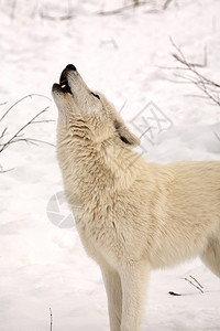 北极狼在冬天嚎叫图片