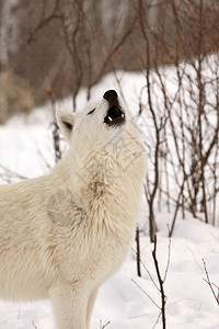 北极狼在冬天嚎叫图片