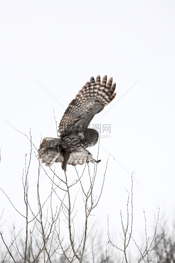 大灰猫头鹰从光秃的树上起飞图片