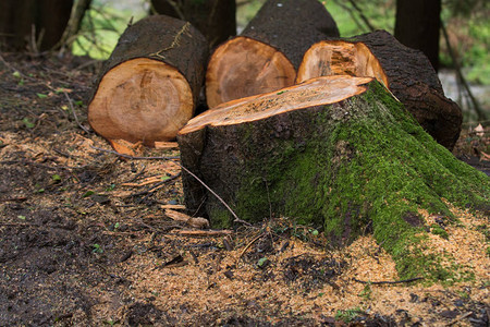 被砍伐的原木树桩图片