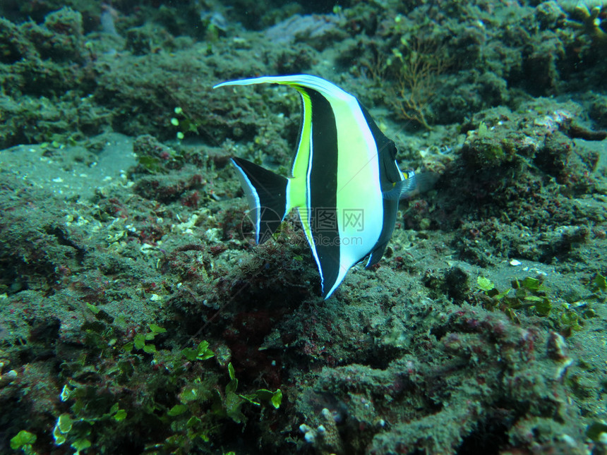 具有海洋生物和热带鱼类的活珊瑚礁图片