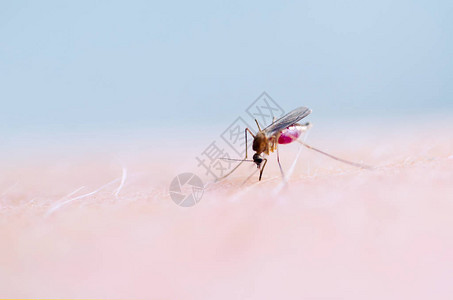 蚊子在近距离吸食人体皮肤血的蚊子图片