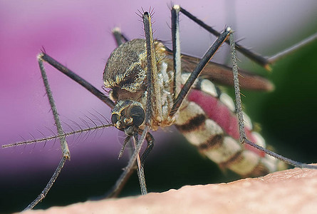 蚊子忙着吸血图片