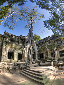 森林横越柬埔寨暹粒附近的古老寺庙Ta图片