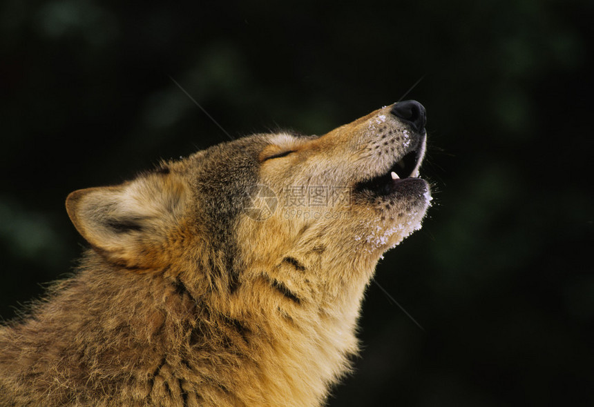 一只狼在嚎叫的冬天的特写图片