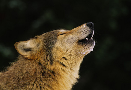 一只狼在嚎叫的冬天的特写图片
