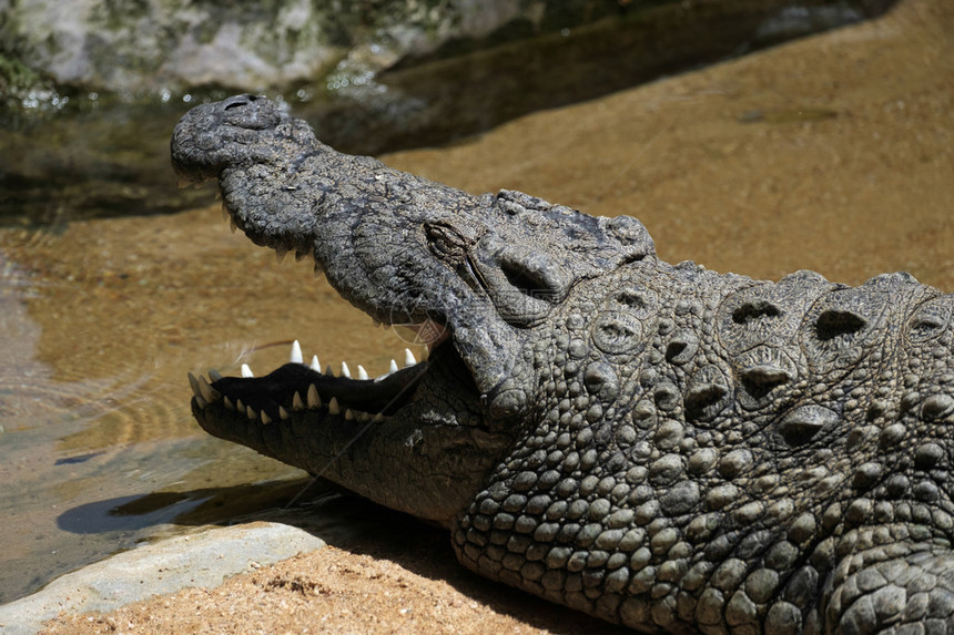 BioparcFuengirola的尼罗可迪尔CrocodylusNemor图片