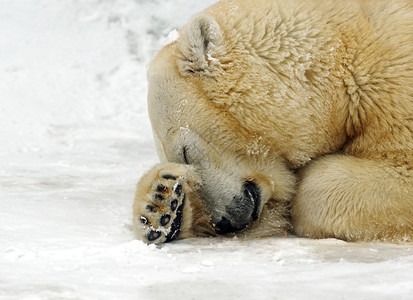 北方冬天的北极熊图片