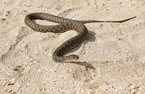 一条蛇在沙滩上的雪利沙地图片