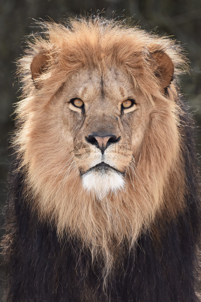 从正面看美丽雄狮的特写肖像图片