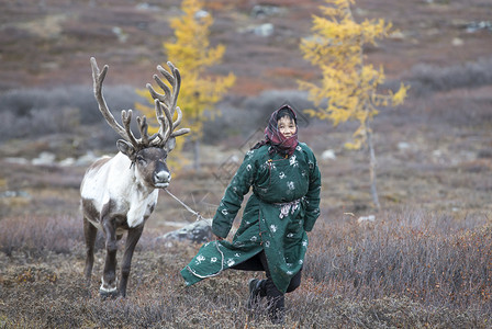 蒙古北部泰加有驯鹿的tsa图片