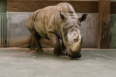动物园濒临灭绝的白犀牛特写图片