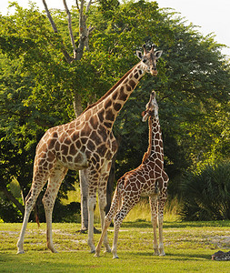 在自然环境中喂食的母亲和幼崽长颈鹿图片
