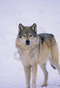 雪冬中的狼图片