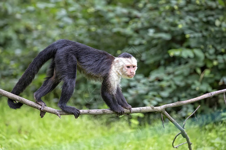 森林中野外的白喉卷尾猴背景图片