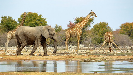 大象和长颈鹿在纳米比亚伊托沙非图片