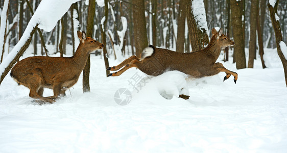 冬天在森林里发现鹿图片