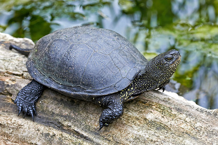 欧洲池塘龟栖息于图片