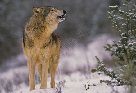 冬天的狼在暴风雪中嚎叫背景图片