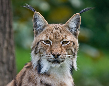 Lynx脸部图片