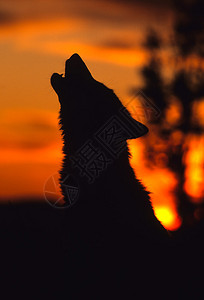 一只狼嚎在五颜六色的日落中现出轮廓图片