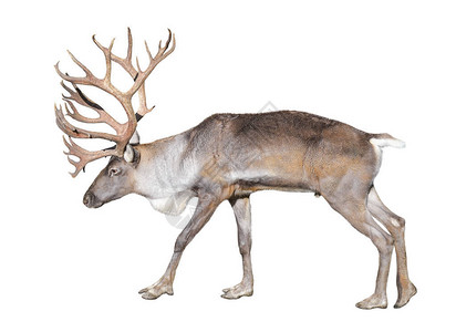 芬兰森林鹿是一种稀有且受威胁的驯鹿亚种图片