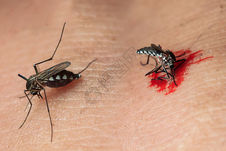 蚊子吸血的特写图片