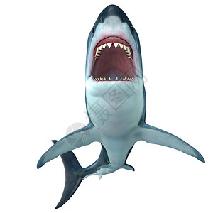 新生代在史前的巨型鲨鱼可能长达82英尺插画