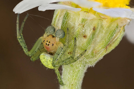 Araniella蜘蛛肖像图像宽度图片