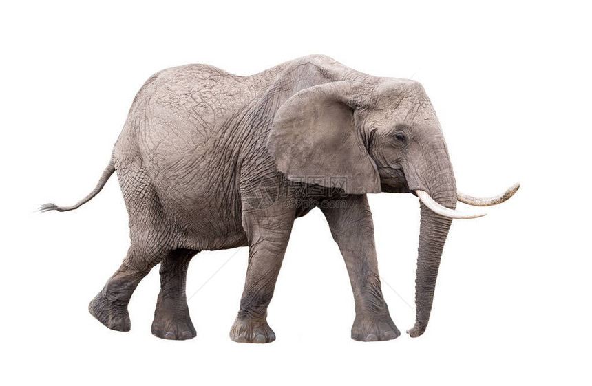 非洲成人大象在白色背景中图片