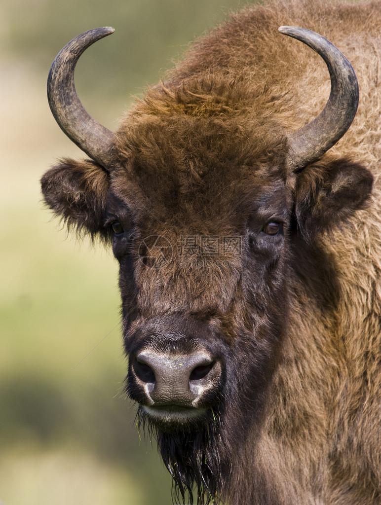 国际动物园育种计划使大约3500头野牛免于灭绝图片