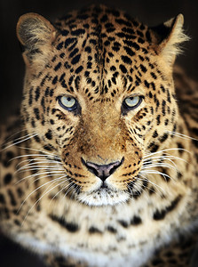 斯里兰卡岛上的野生豹高清图片