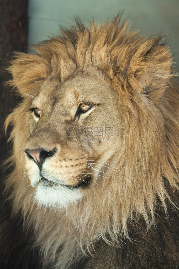美丽的雄狮子PantheraLeo图片