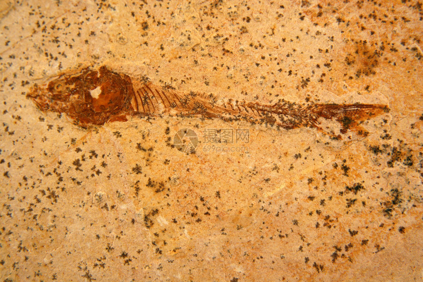 化石鱼背景纹理图片