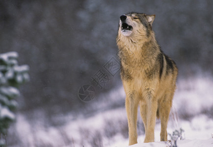 冬天的狼在暴风雪中嚎叫背景图片