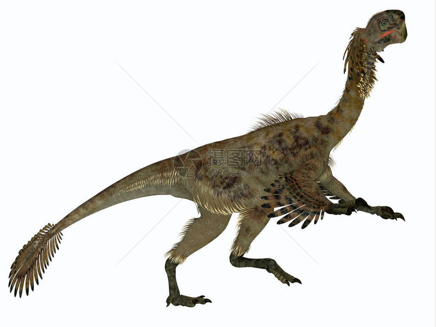 Citipati是一只食肉迅猛龙恐图片